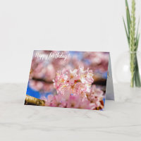 Stunning And Amazing Pink Sakura Flowers In Spring