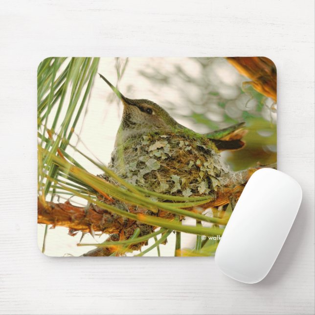 Stunning Anna's Hummingbird Mum on Nest Mouse Pad (With Mouse)