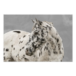 Stunning appaloosa gelding photo print