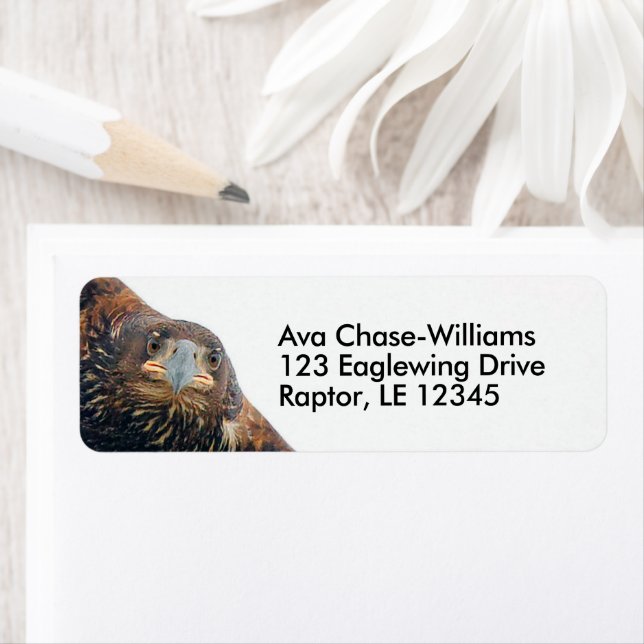 Stunning Bald Eagle Bird of Prey Does a Flyby (Insitu)