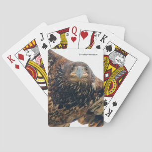 Stunning Bald Eagle Does a Flyover Playing Cards