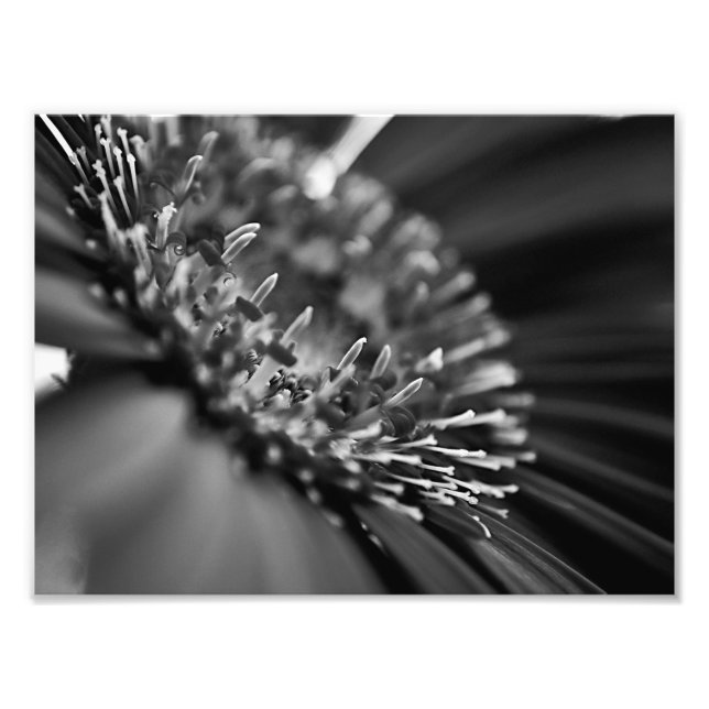 Stunning Black and White Floral Macro Photo Print (Front)
