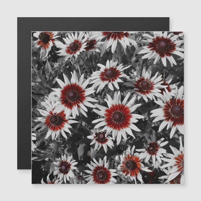 Stunning Black-Eyed Susans Magnetic Card (Front/Back)