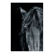 Stunning black horse portrait