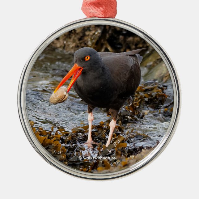 Stunning Black Oystercatcher Shorebird with Clam Metal Tree Decoration (Front)
