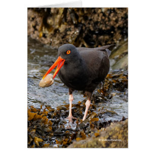Stunning Black Oystercatcher with Clam