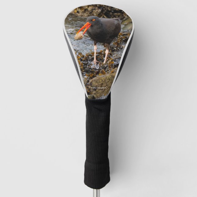 Stunning Black Oystercatcher with Clam Golf Head Cover (Front)