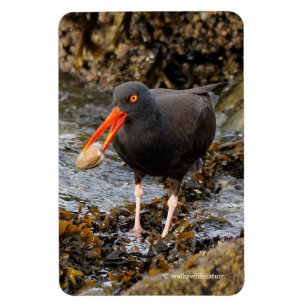 Stunning Black Oystercatcher with Clam Magnet