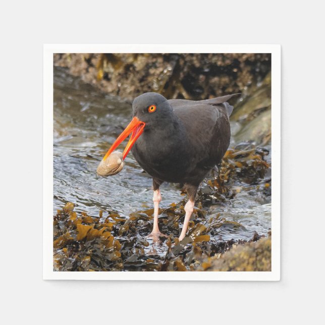 Stunning Black Oystercatcher with Clam Napkin (Front)