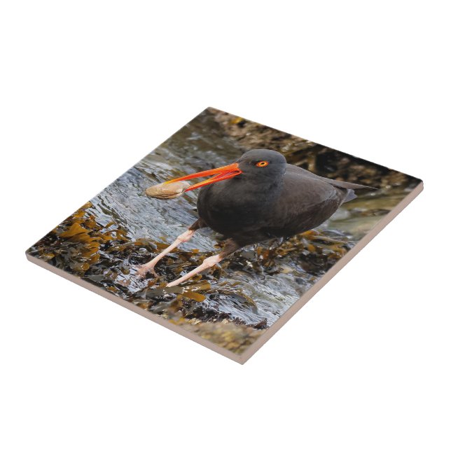 Stunning Black Oystercatcher with Clam Tile (Side)