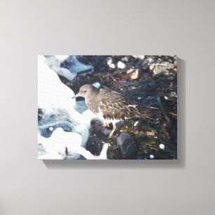 Stunning Black Turnstone Shorebird in the Surf Canvas Print