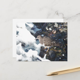 Stunning Black Turnstone Shorebird in the Surf Postcard