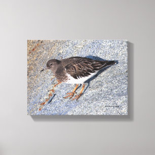 Stunning Black Turnstone Shorebird on the Rock Canvas Print