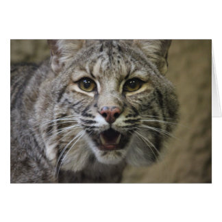 Stunning Bobcat Card