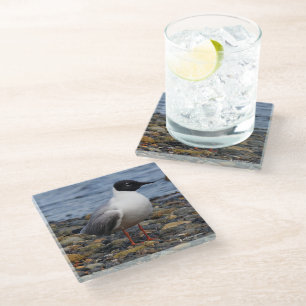 Stunning Bonaparte's Gull Seabird at the Beach Glass Coaster