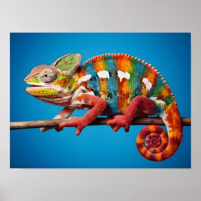 Stunning Colourful Chameleon on a Blue Background Poster (Front)