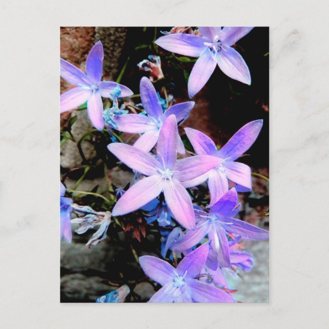 Stunning Delicate Lilac Abstract Wild Flowers Postcard (Front)