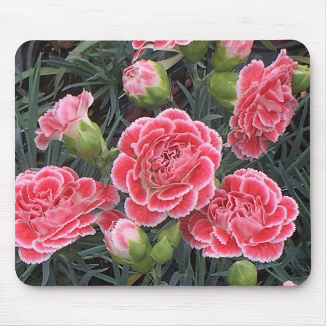 Stunning Dianthus Mouse Pad (Front)