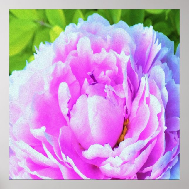 Stunning Double Pink Peony Flower Detail Poster (Front)