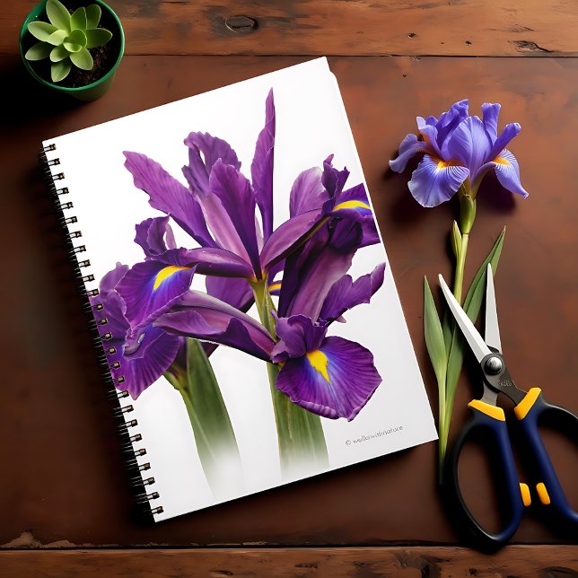 Stunning Dutch Iris Purple Sensation Flower Spiral Notebook (Stunning Dutch Iris Purple Sensation Journal Cover Photo)