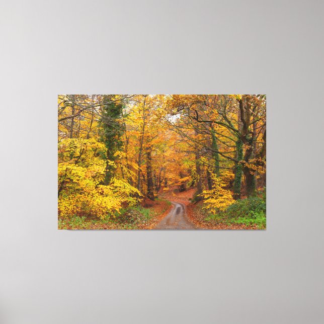Stunning English autumn forest colors with path Canvas Print (Front)