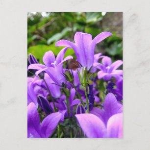 Stunning Fresh Lilac Wild Flowers Postcard
