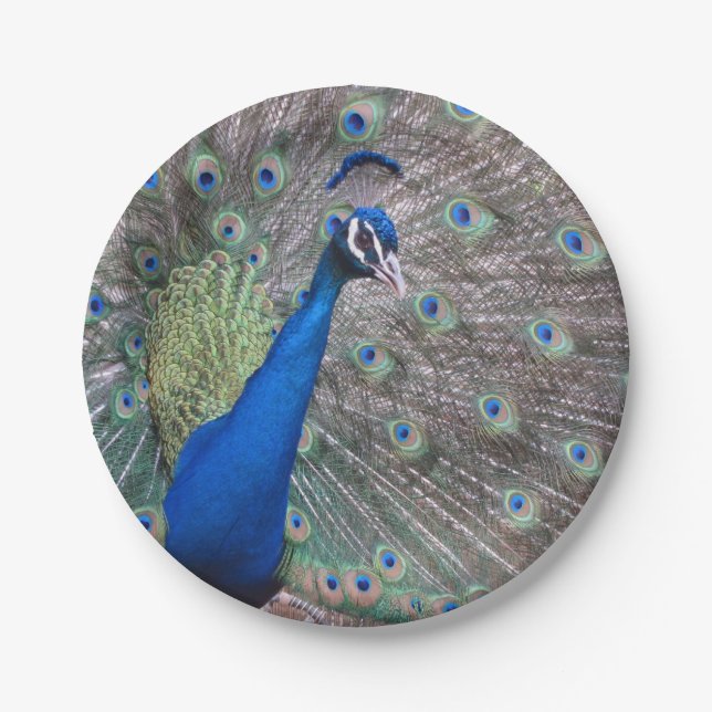 Stunning Full Vintage Peacock Paper Plate (Front)