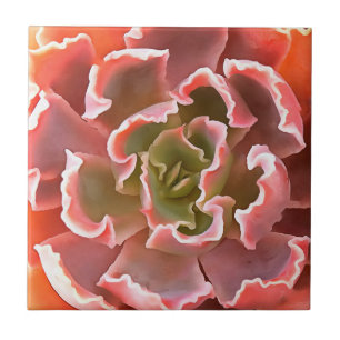 Stunning Garden Succulent Pink Tones Realistic Art Tile