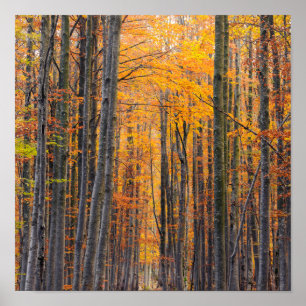 Stunning gold autumn forest poster