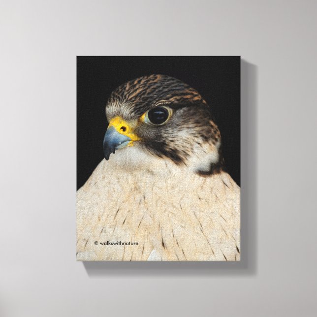 Stunning Gyrfalcon Saker Hybrid Falcon Canvas Print (Front)