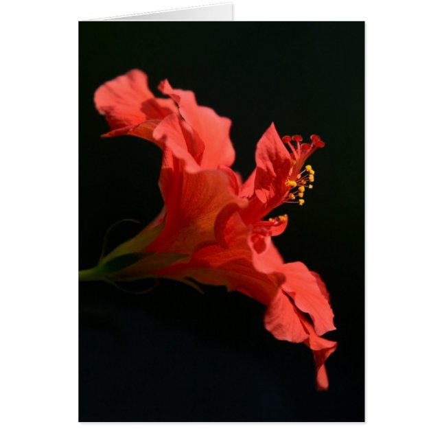 Stunning Hibiscus Flower (Front)