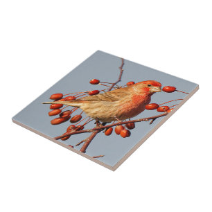 Stunning House Finch with Hawthorn Berries Tile