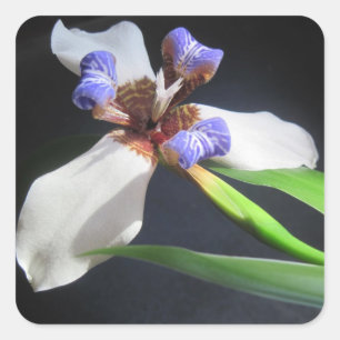 Stunning Iris Sticker