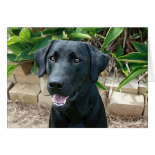 Stunning lab with great message!