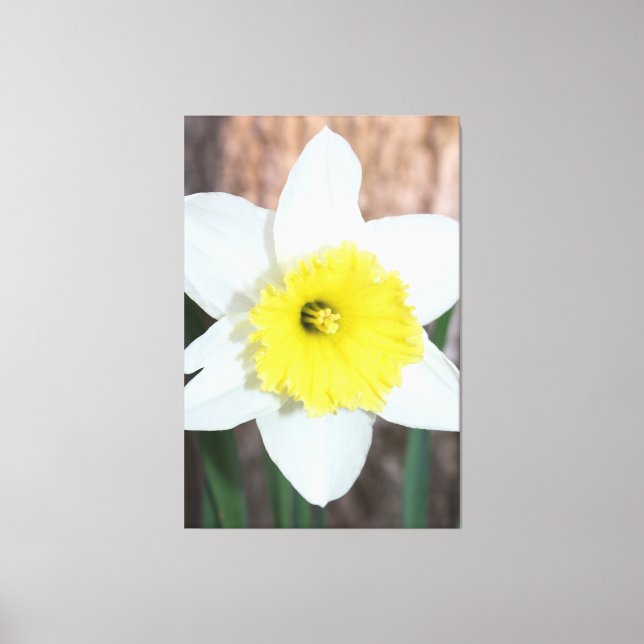 Stunning Large Daffodil Canvas Print (Front)