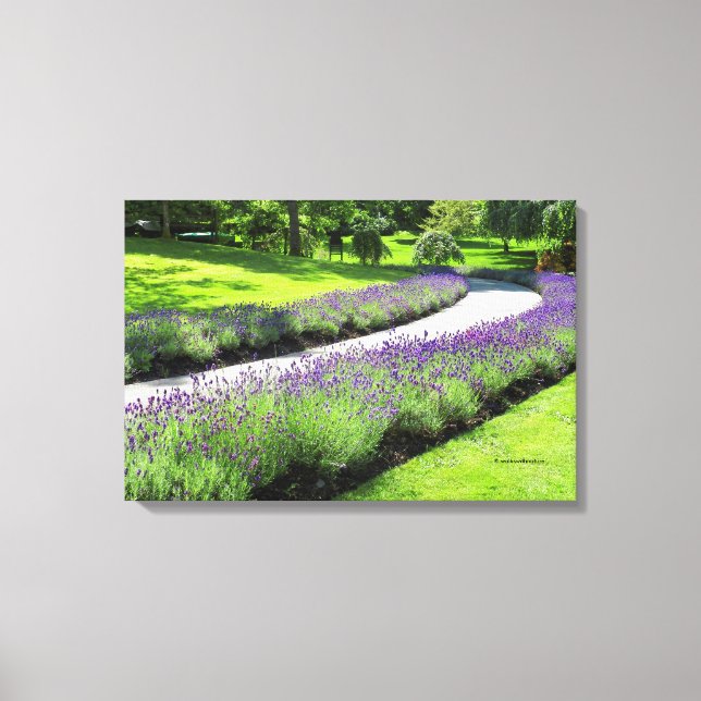 Stunning Lavender-Lined Garden Walk Canvas Print (Front)