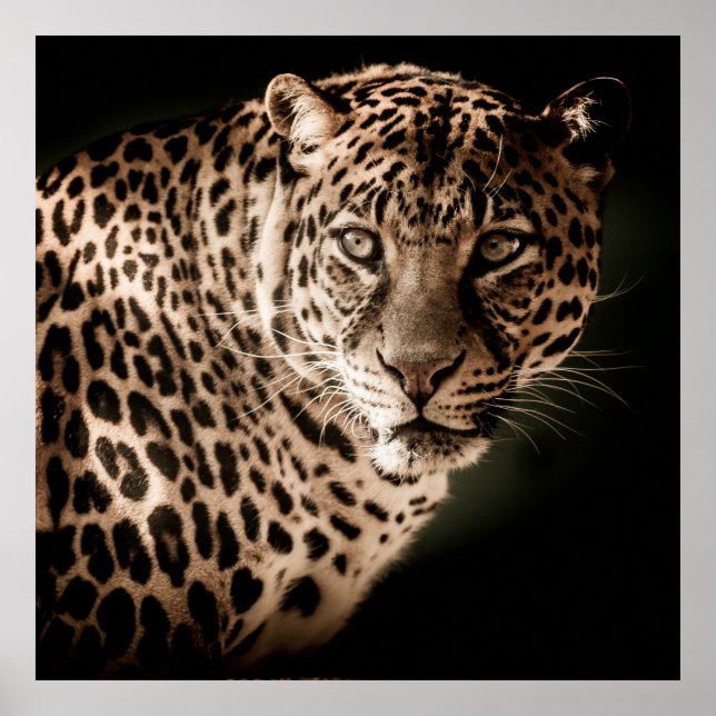 Stunning leopard on black background poster (Front)