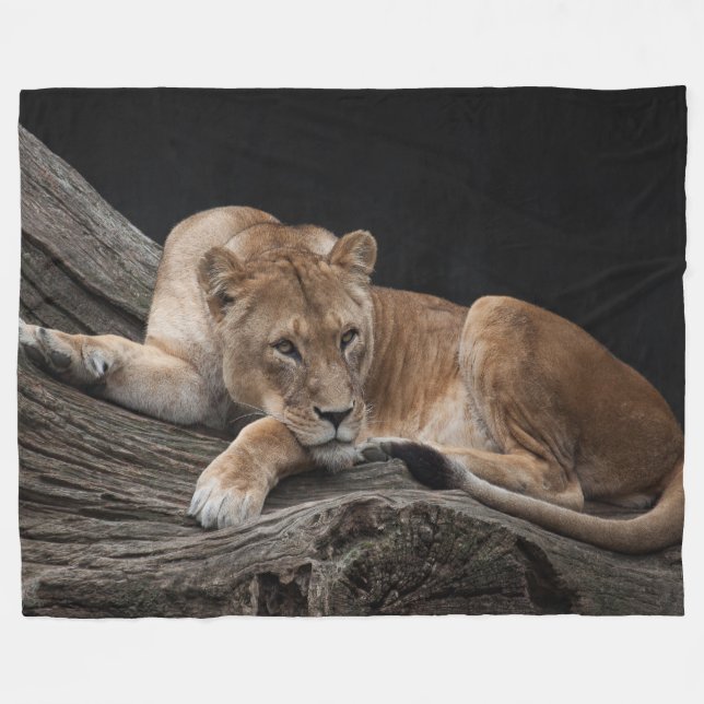 Stunning lioness fleece blanket (Front (Horizontal))