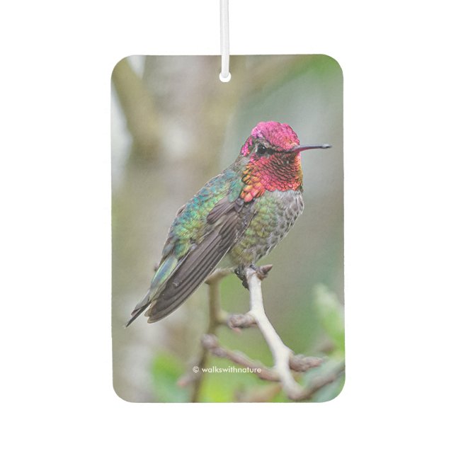 Stunning Male Anna's Hummingbird in Plum Tree Car Air Freshener (Front)