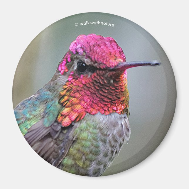 Stunning Male Anna's Hummingbird in Plum Tree Magnet (Front)