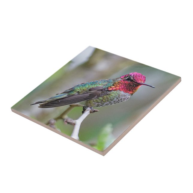 Stunning Male Anna's Hummingbird on the Plum Tree Tile (Side)