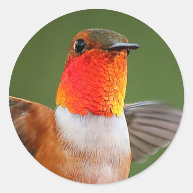 Stunning Male Rufous Hummingbird Flying Jewel Classic Round Sticker (Front)