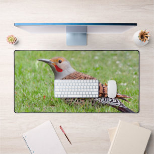 Stunning Northern Flicker Foraging in the Grass Desk Mat