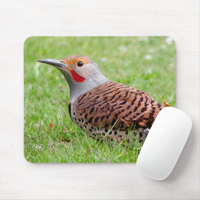 Stunning Northern Flicker Foraging in the Grass Mouse Pad (With Mouse)
