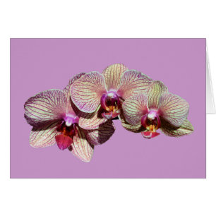 Stunning Orchids Trio Flower Card
