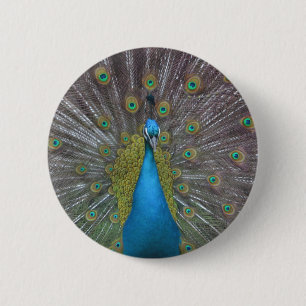 Stunning Peacock 6 Cm Round Badge