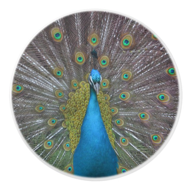 Stunning Peacock Ceramic Knob (Front)