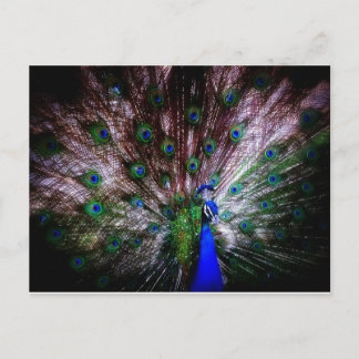 Stunning Peacock, Postcard