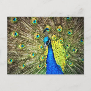 Stunning Peacock Postcard