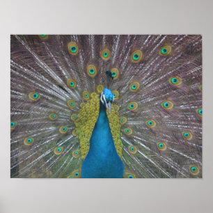 Stunning Peacock Poster